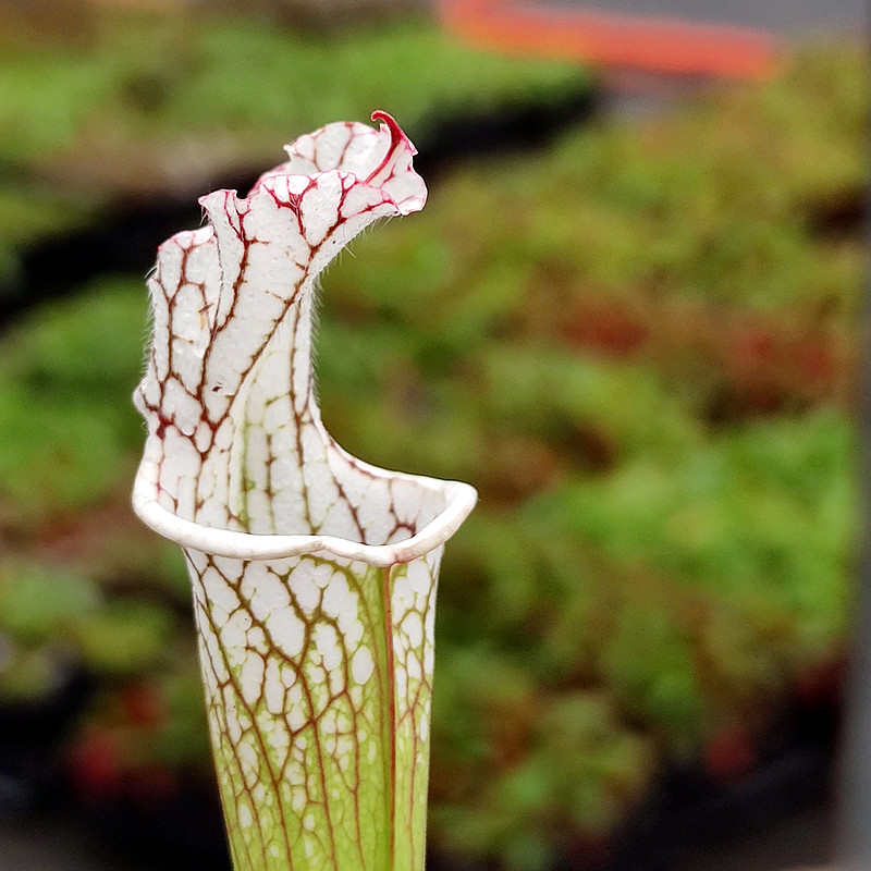 白色红色黑管瓶子草高端食虫植物翼状瓶子草稀有食虫草食人花奇异