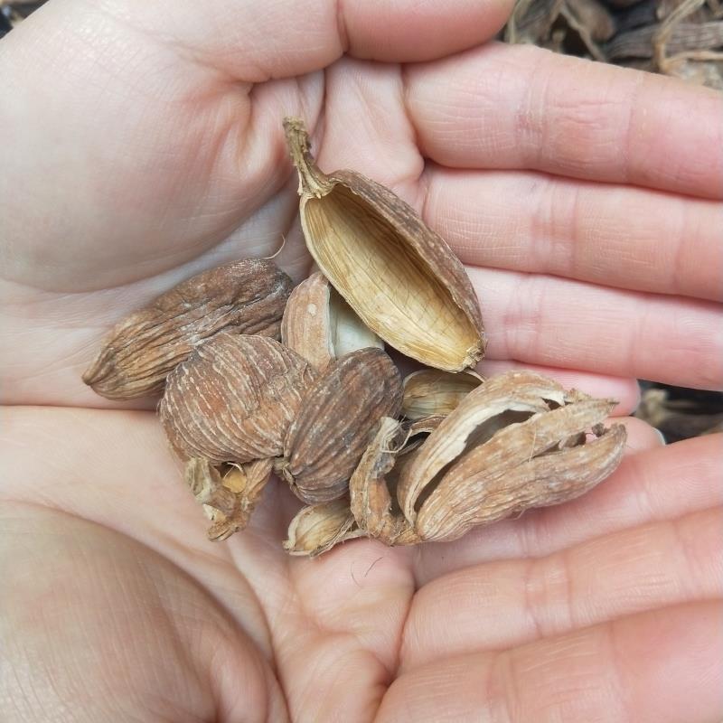 草果皮云南草果去籽炖肉火锅麻辣烫通用卤料香料调料大全包邮不苦