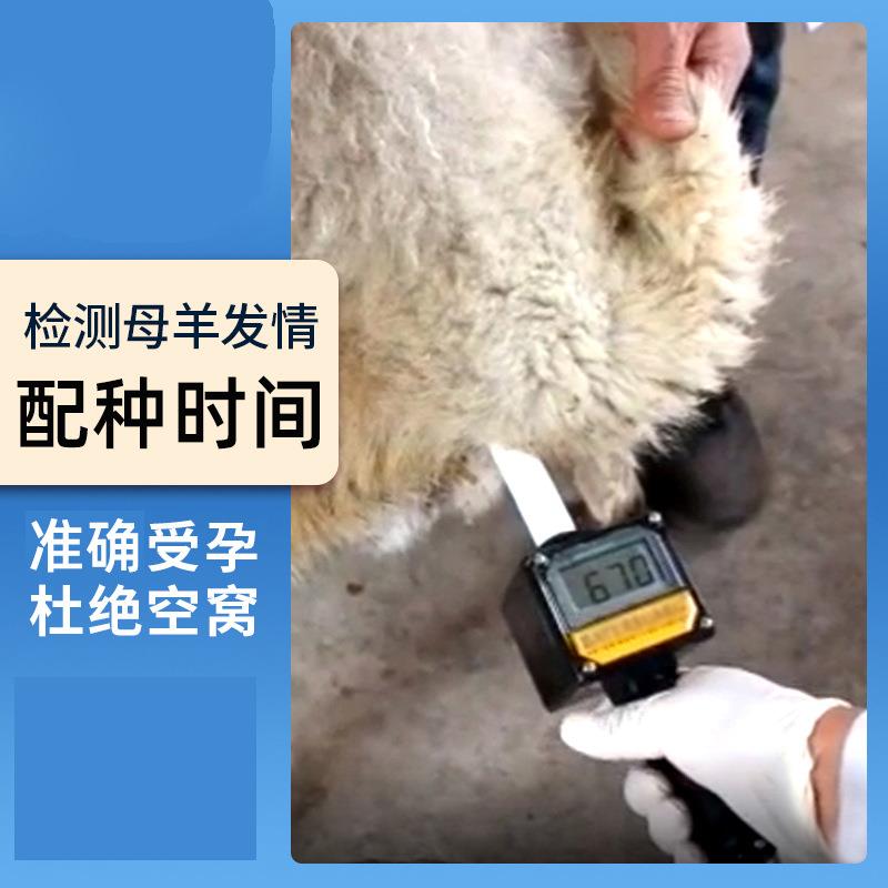 母羊用排卵仪羊用排卵测定仪发情配种仪器羊怀孕前检测设备