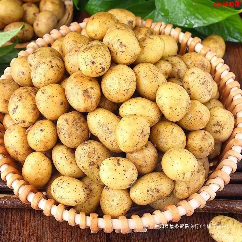 §湖北现挖恩施富硒小土豆新鲜黄心土豆批农家自种洋芋马铃薯粉糯