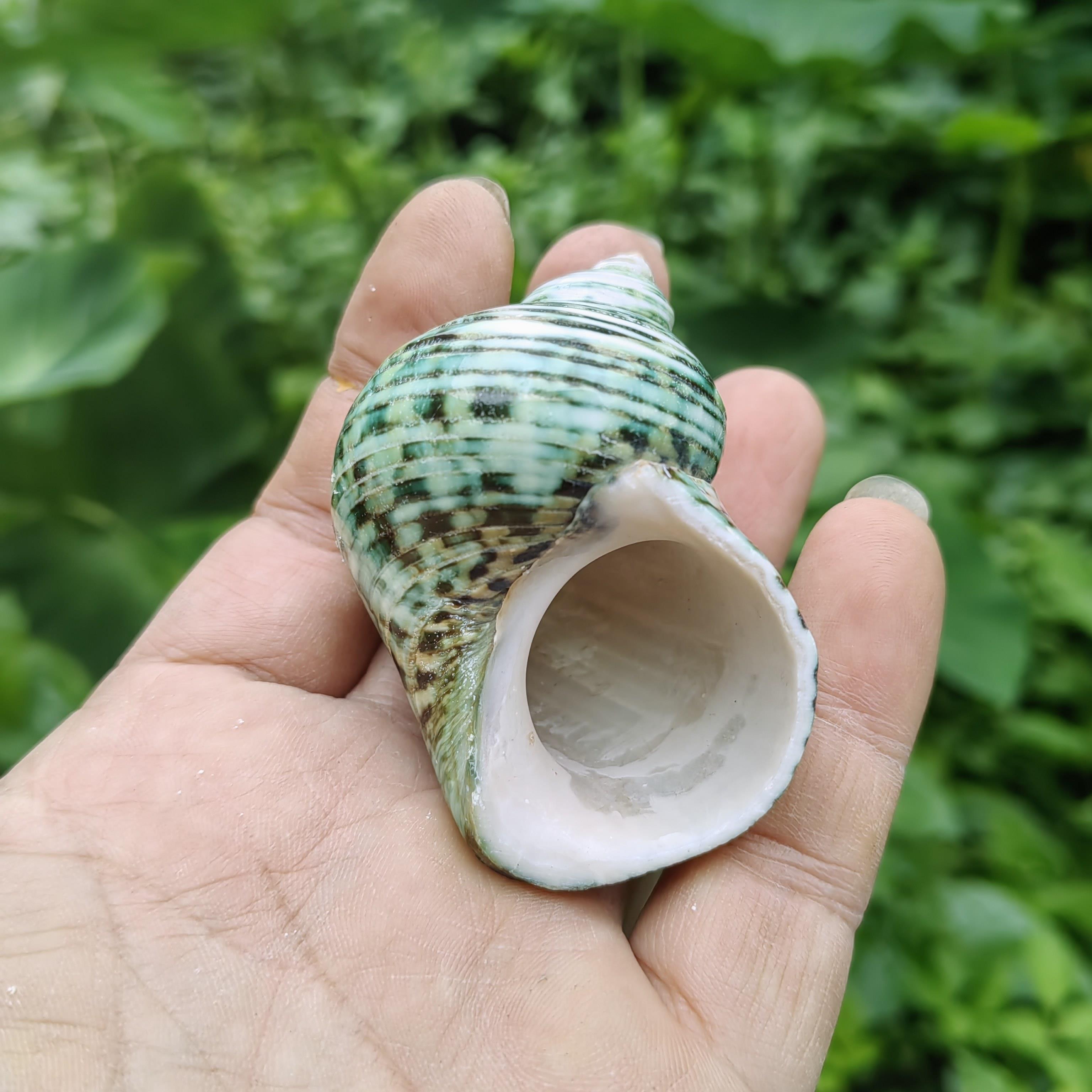 天然海螺贝壳抛光绿蝾螺寄居蟹壳大口径水族鱼缸造景家居摆件收藏图片