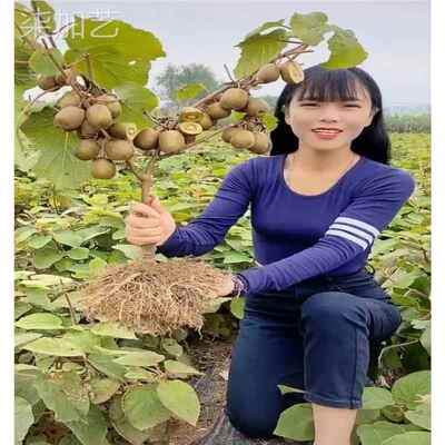 猕猴桃树果苗红心徐香软枣猕猴桃树苗南北方种植嫁接果树当年结果