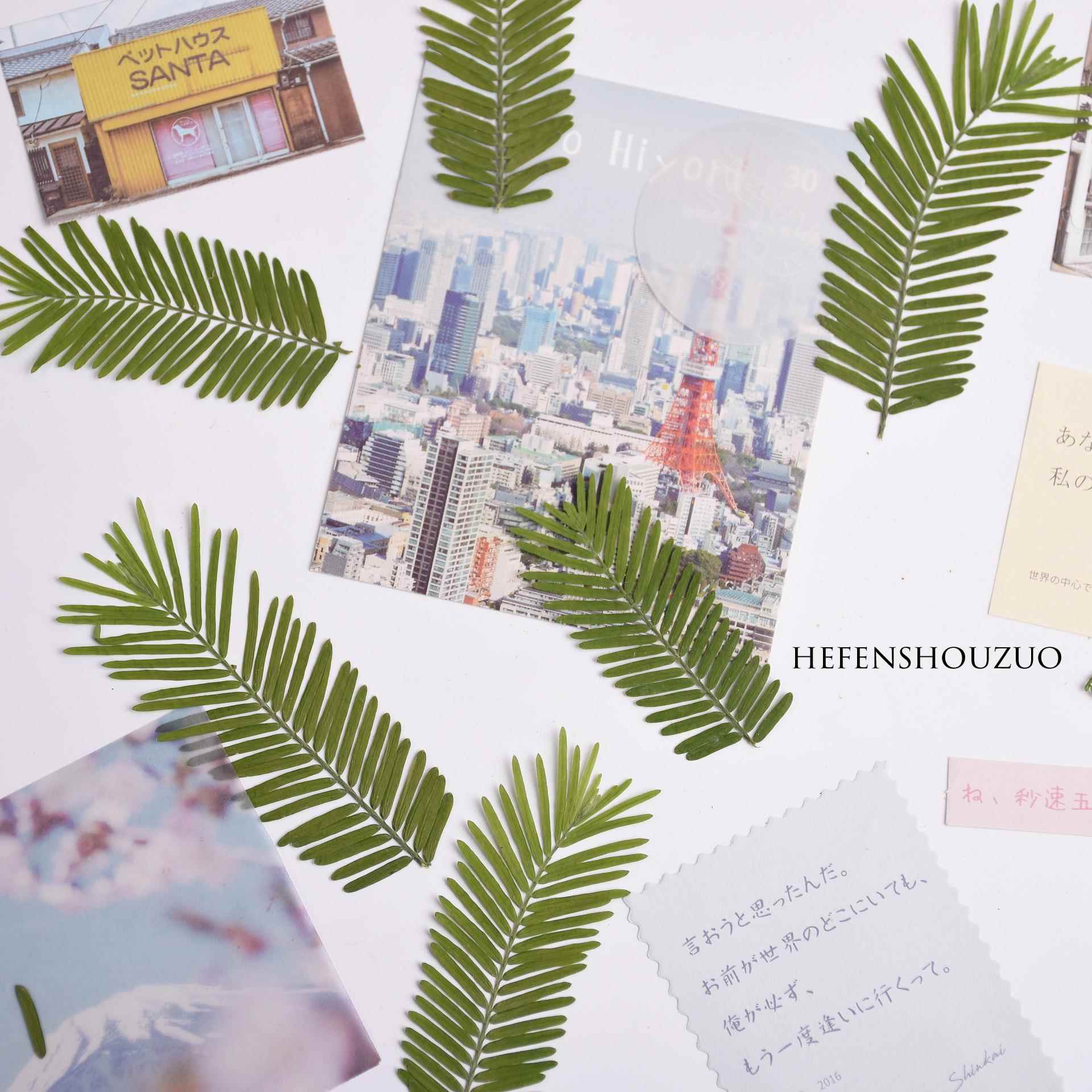 水杉叶天然树叶干 干燥花压花材料绿色小清新植物diy滴胶杯垫封入