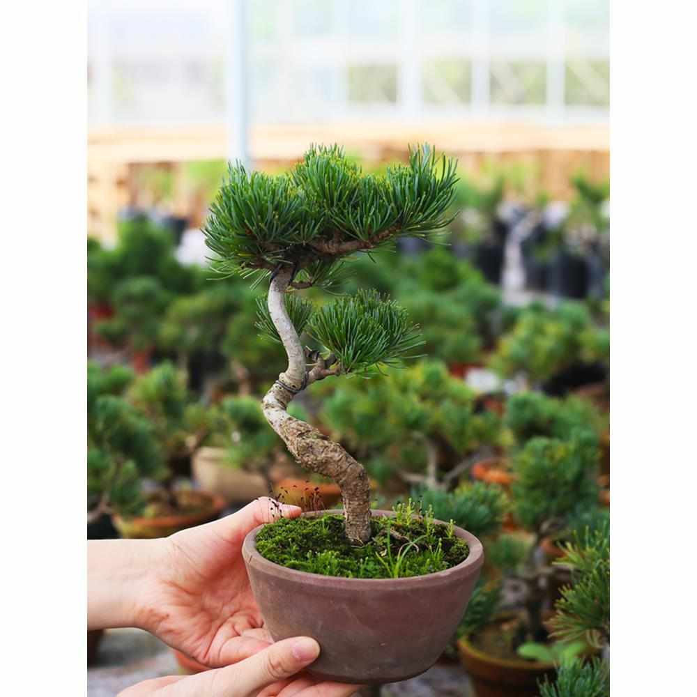 小微盆景素材苗掌中宝盆景老桩松树柏树枫树杂木矮霸童子功造型
