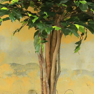 仿真榕树小型假榕树室内外假树真木杆造型树酒店家居软装人造绿植