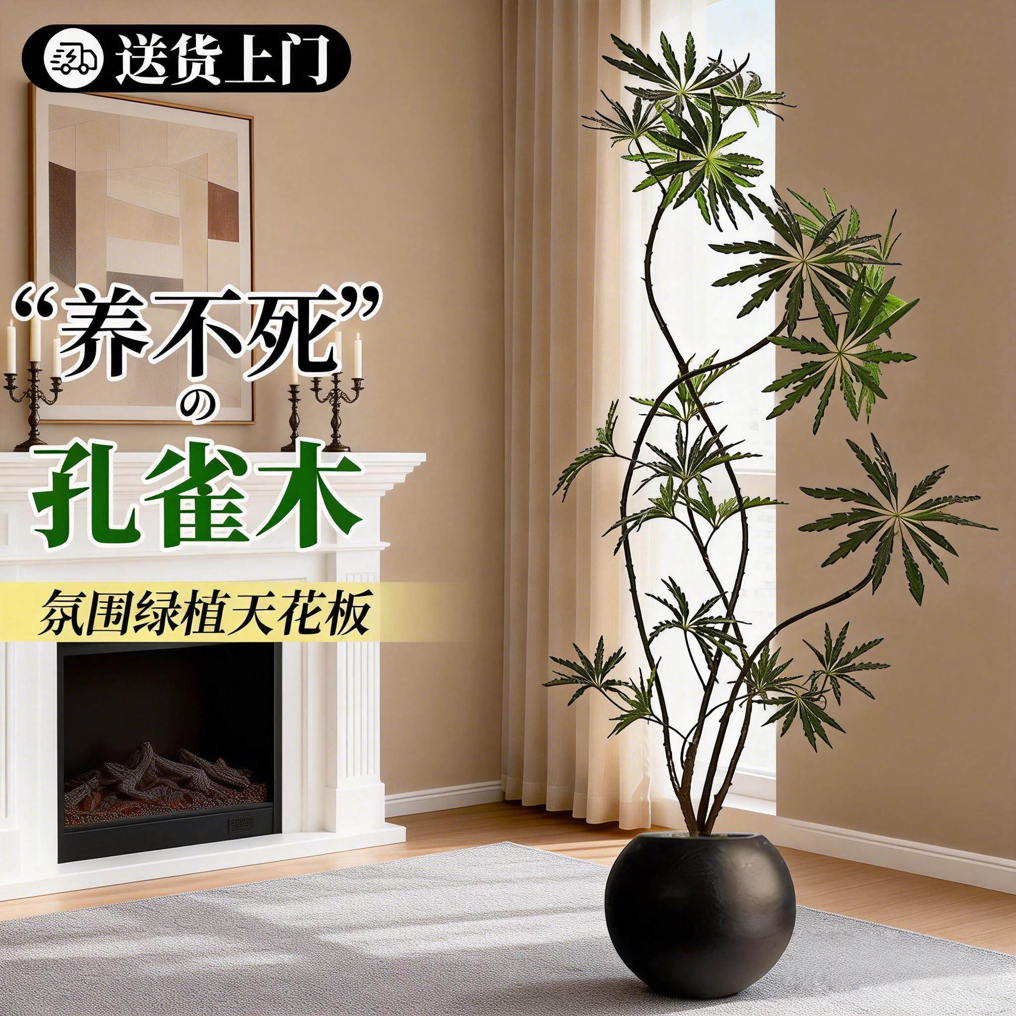孔雀木客厅绿植大盆栽室内大型植物办公室高端落地式摆件轻奢好养