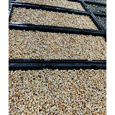 Рассада/питание