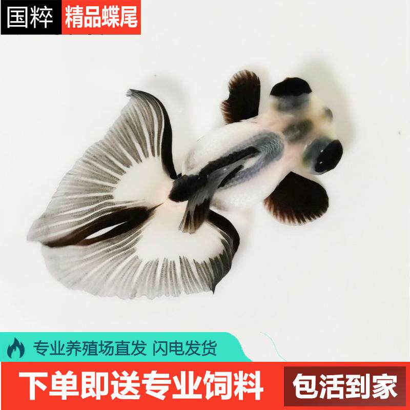 熊猫蝶尾金鱼精品龙睛活鱼易养活包金观赏鱼冷水鱼观赏黑白奶牛苗