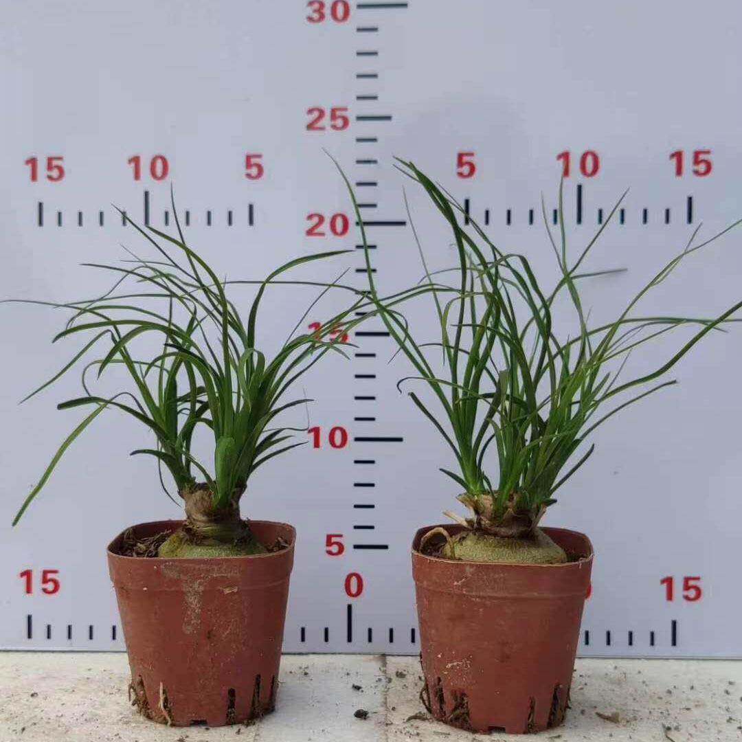 【基地直供】小盆栽花卉植物盆栽 居家绿植盆栽花卉 酒瓶兰