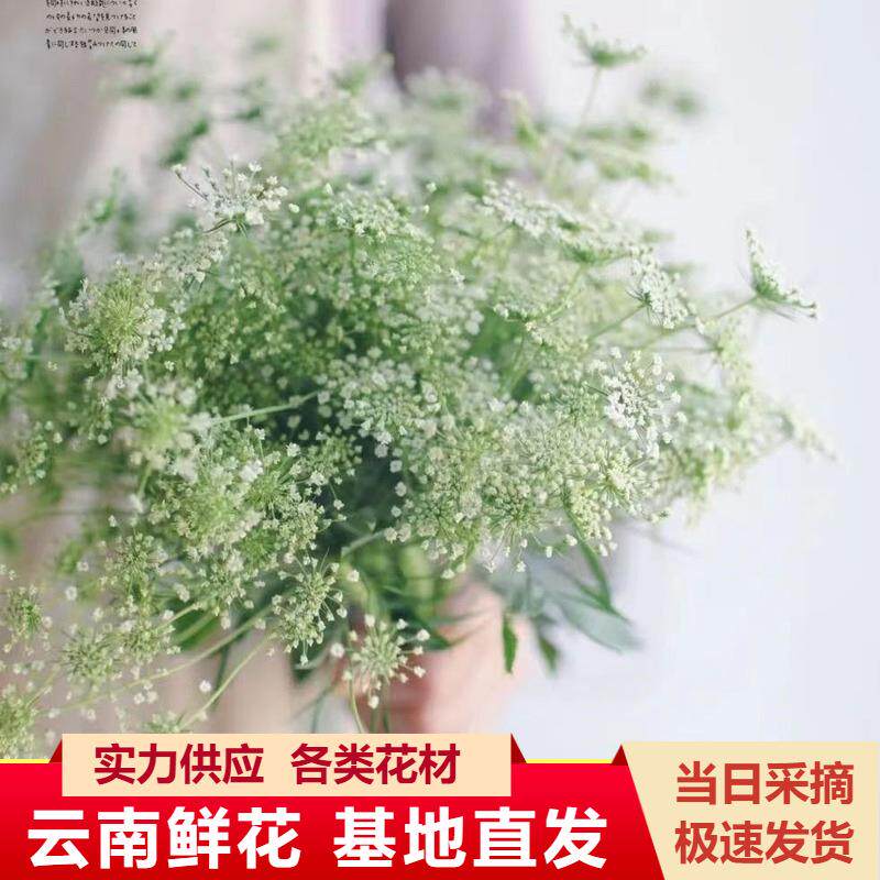 蕾丝花云南昆明鲜花插花餐桌插花水养花束搭配婚庆花店用花