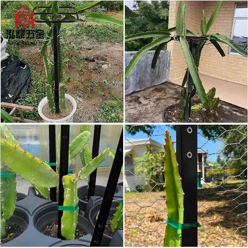 火龙果种架植物爬藤架温植室撑大棚垂火龙果支直攀农登支架果园用