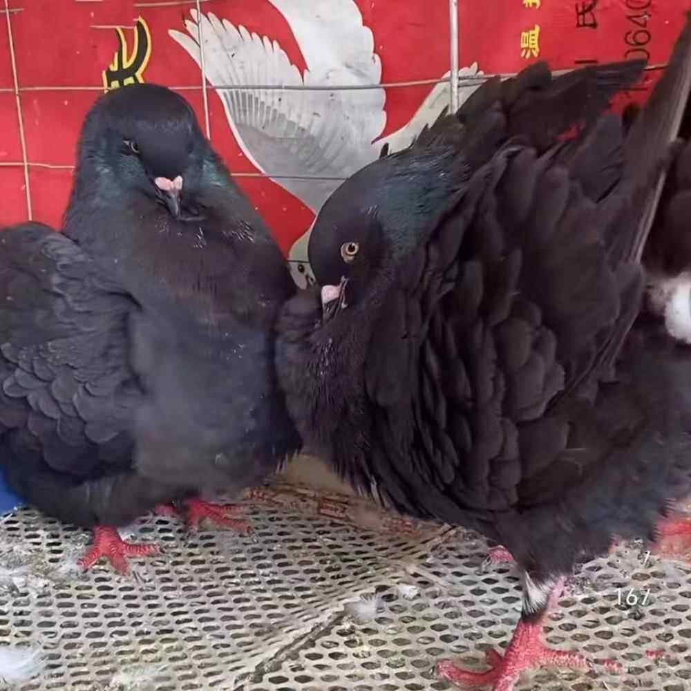 元宝鸽子种鸽大体落地王鸽子活一对大型活体肉鸽种鸽活物幼鸽包邮
