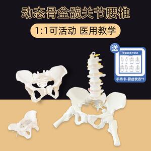 女性骨盆模型动态解剖盆底教学腰椎可活动人体康复培训骨架恢复