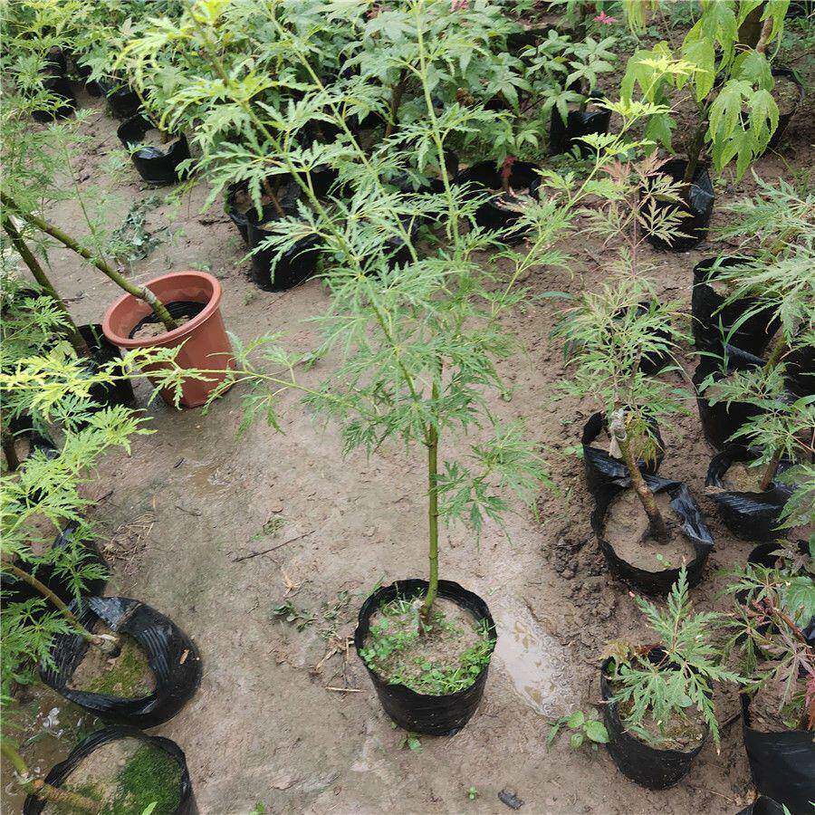 精品正宗青龙青色红色羽毛枫嫁接红枫盆栽阳台庭院办公室变色带土