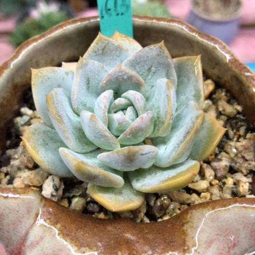 多肉植物雪莲杂交价格 多肉植物雪莲杂交图片 星期三 多肉植物雪莲杂交价格 多肉植物雪莲杂交图片 星期三