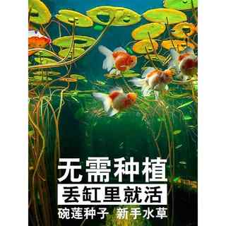 碗莲鱼缸造景水草种子新手懒人一叶莲睡莲浮萍水草缸装饰植物活体