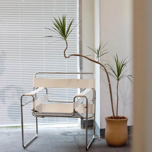 造型千年木盆室内客厅植植物常栽青叶马尾铁74238889网红绿四季青