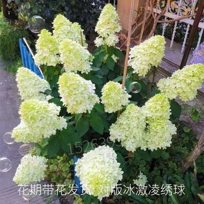 圆锥木绣球树苗盆栽耐寒绣球花苗当年开花南北方花卉植物冰激凌
