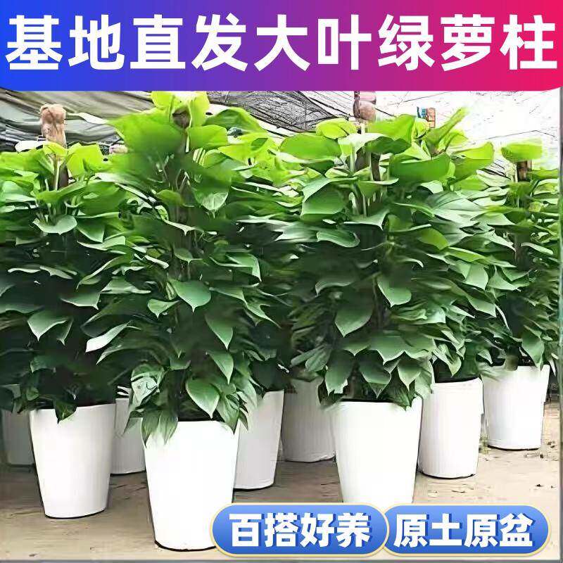 特大号大叶绿萝盆栽办公室开业新房盆栽常青植物大绿萝柱好养观叶
