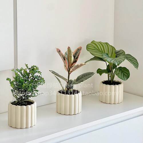 北欧ins苹 果竹芋九里香绿植发财树盆栽花卉办公室内桌面四季植物