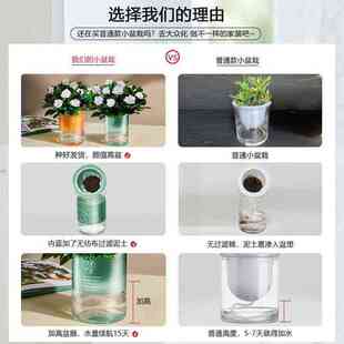 盆栽小栀子花植绿肉绿树植物花卉萝多桌面水培发财好室内办公室养