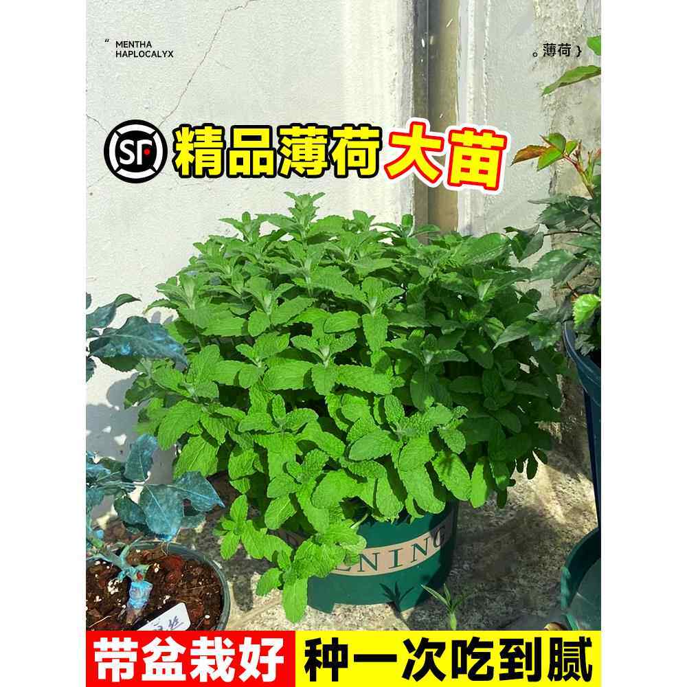 薄荷盆栽可食用大盆苗留兰香迷迭香苹果薄荷驱蚊绿植物室内好养活
