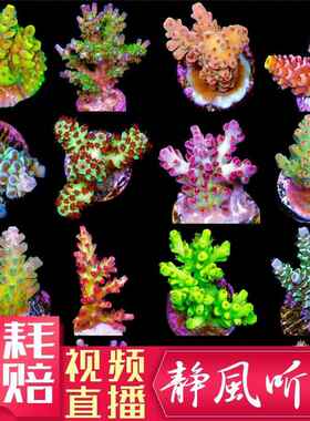 JF断枝所罗门绿图钉红病毒鸟巢猫骨人工繁殖硬骨珊瑚sps1海水活体