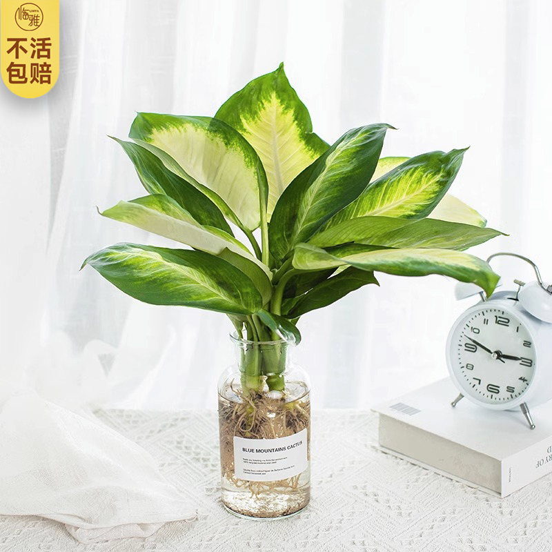 玛丽安水培绿植高端花卉植物室内盆栽网红桌面万年青懒人四季好养