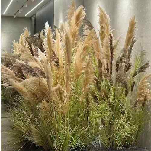 高端20241105天然芦苇植物盆栽仿橱生店绿植花摆件室内窗干铺落地