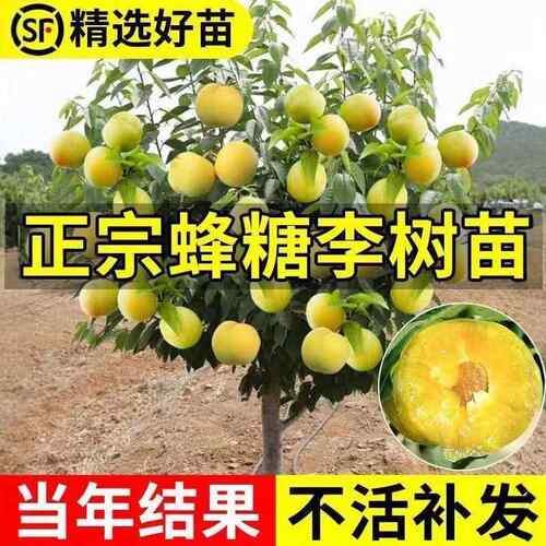 蜂糖李子树苗嫁接特大晚熟脱骨青脆李子果树苗南北方种三华李树苗