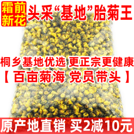 基地胎菊王正宗头采桐乡胎菊特级杭白菊贡菊花茶散装250g