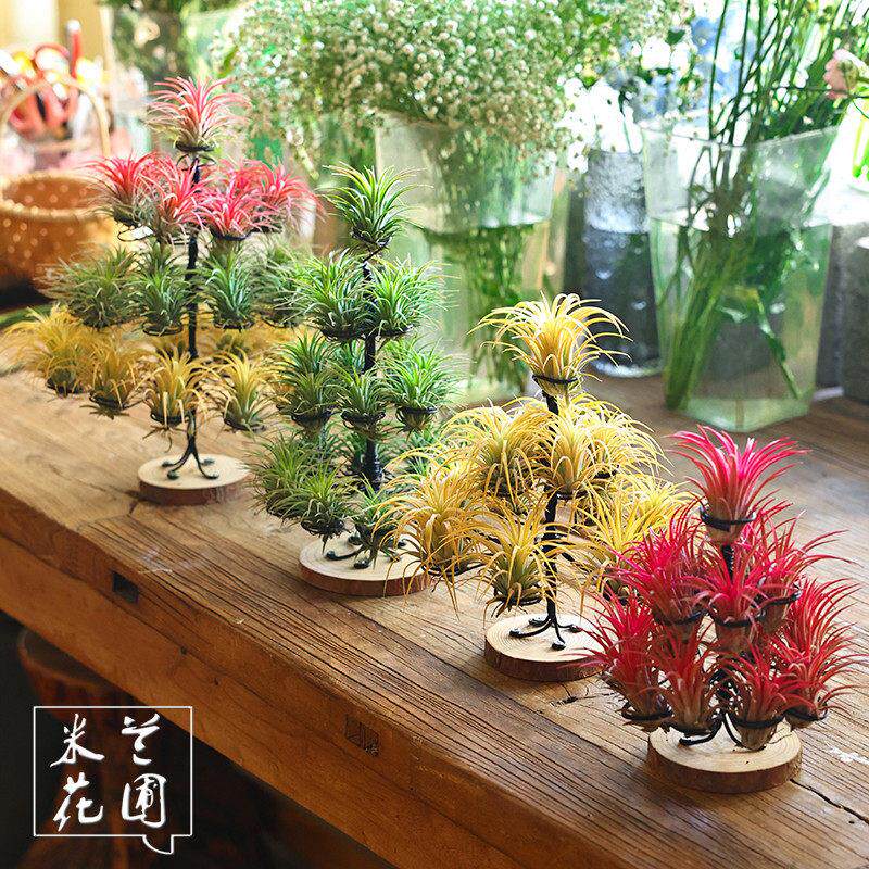 空气凤梨植物红黄绿精灵 耶诞树礼物 绿植盆栽花草