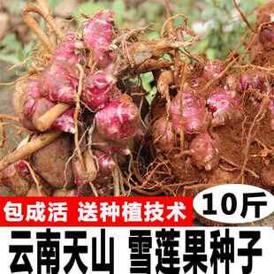 雪莲果种孑果苗10斤基地直发云南天山高产黄红心雪莲果种子种球