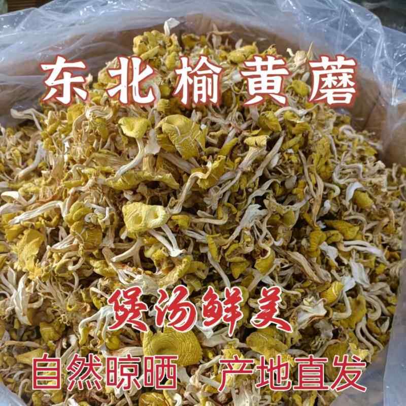 东北特产,鲜野榆黄菇,干货,鸡油菌,玉金菇,优质农产品,黄菇