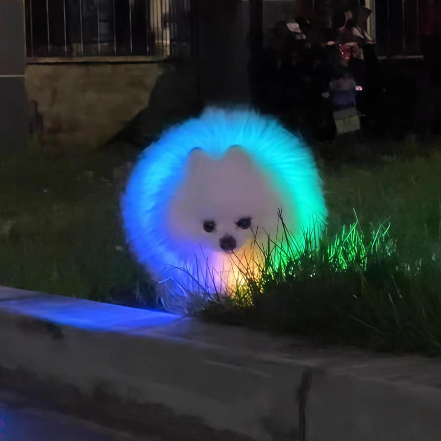 夜间遛狗发光项圈狗狗猫咪发亮颈圈防走丢防车祸防吓人夜光狗脖圈
