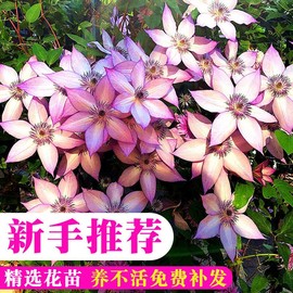 铁线莲爬藤植物小苗约瑟芬室内盆栽庭院花草，阳台易活花卉四季开花