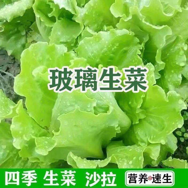 玻璃生菜新鲜蔬菜叶菜类生菜烤肉凉拌甜脆多汁沙拉菜农家新鲜蔬菜