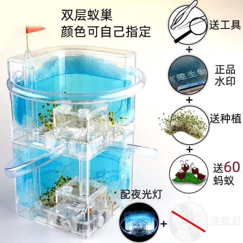 蚂蚁生态箱送蚁后学生观察大型饲养盒蚂蚁城堡工坊宠物蚁巢蚂蚁窝