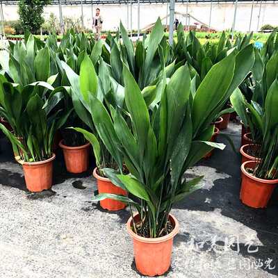 一叶兰盆栽 天然的清道夫 耐热耐寒四季常绿 室内易养绿植 包邮