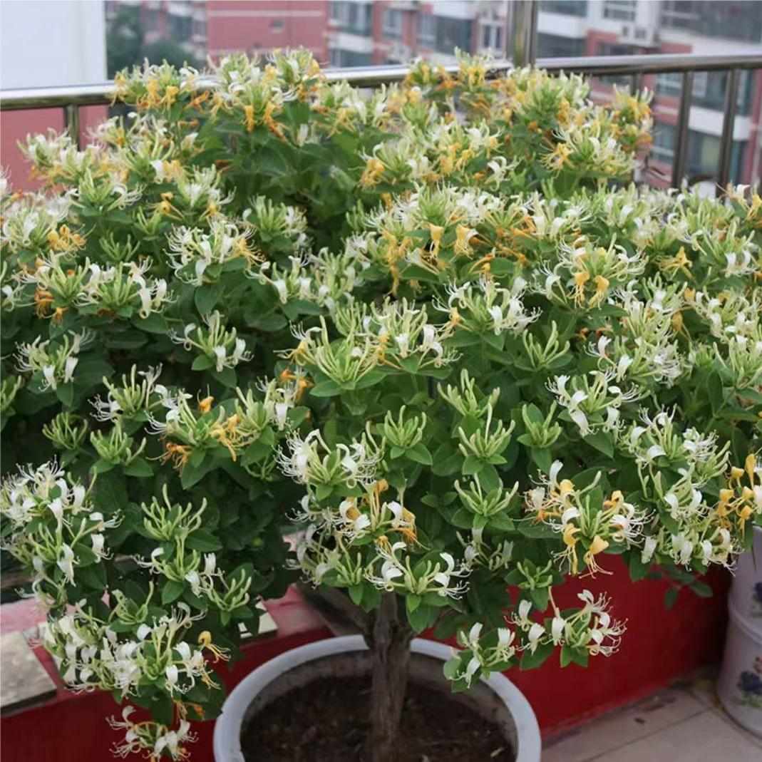爬藤植物黄白金银花树苗老桩大型食用白红金银花苗盆栽鸳鸯藤别墅