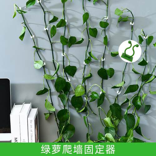 绿萝爬墙固定器免打孔无痕不伤墙植物爬架子挂钩卡扣藤蔓夹子
