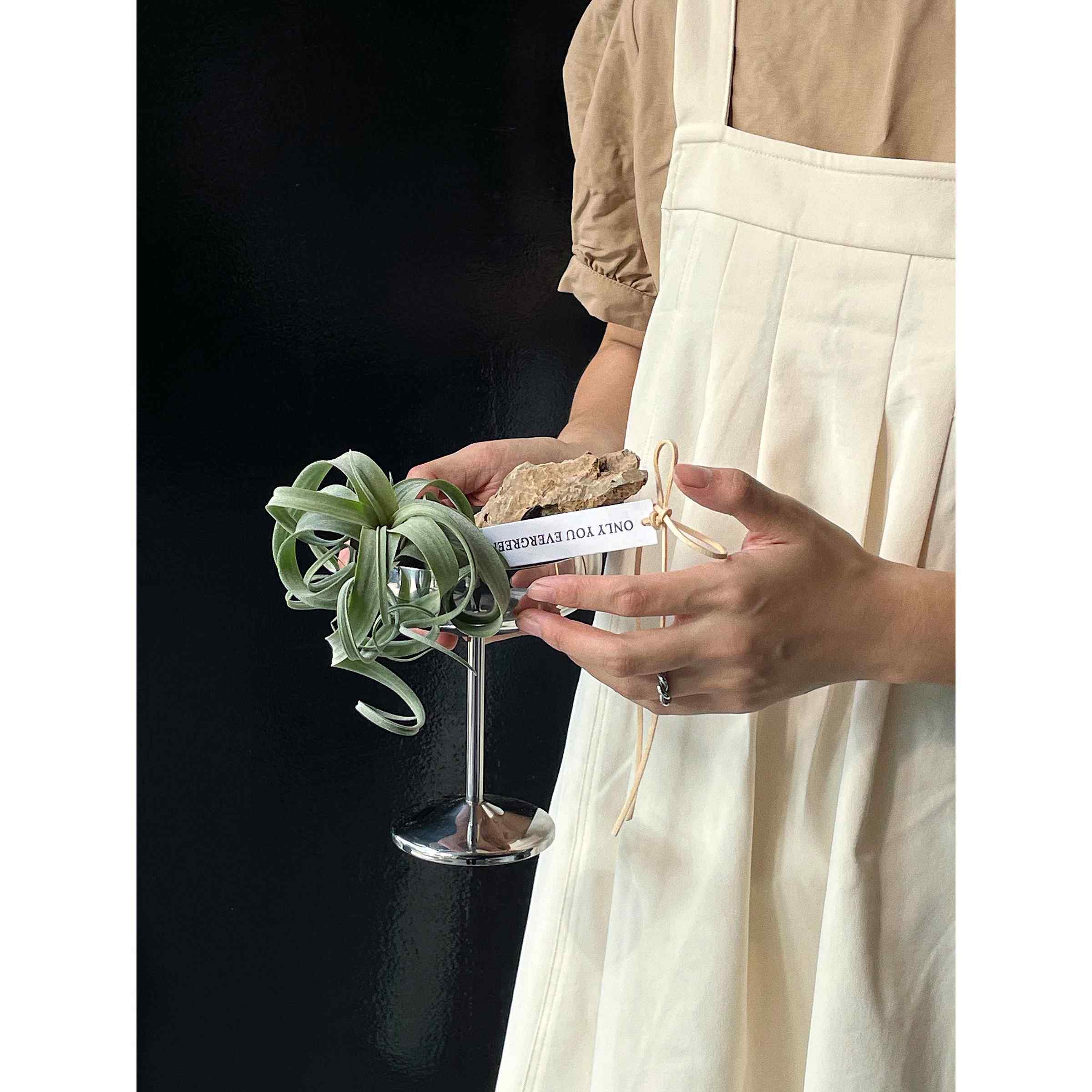 植物私生活 花卷空气凤梨小众高级感办公桌餐桌懒人送人礼物植物