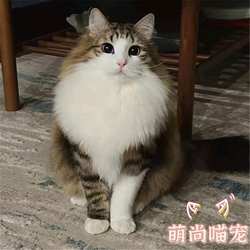 西伯利亚森林猫大型挪威森林猫长毛虎斑加白缅因猫纯血统活体幼猫