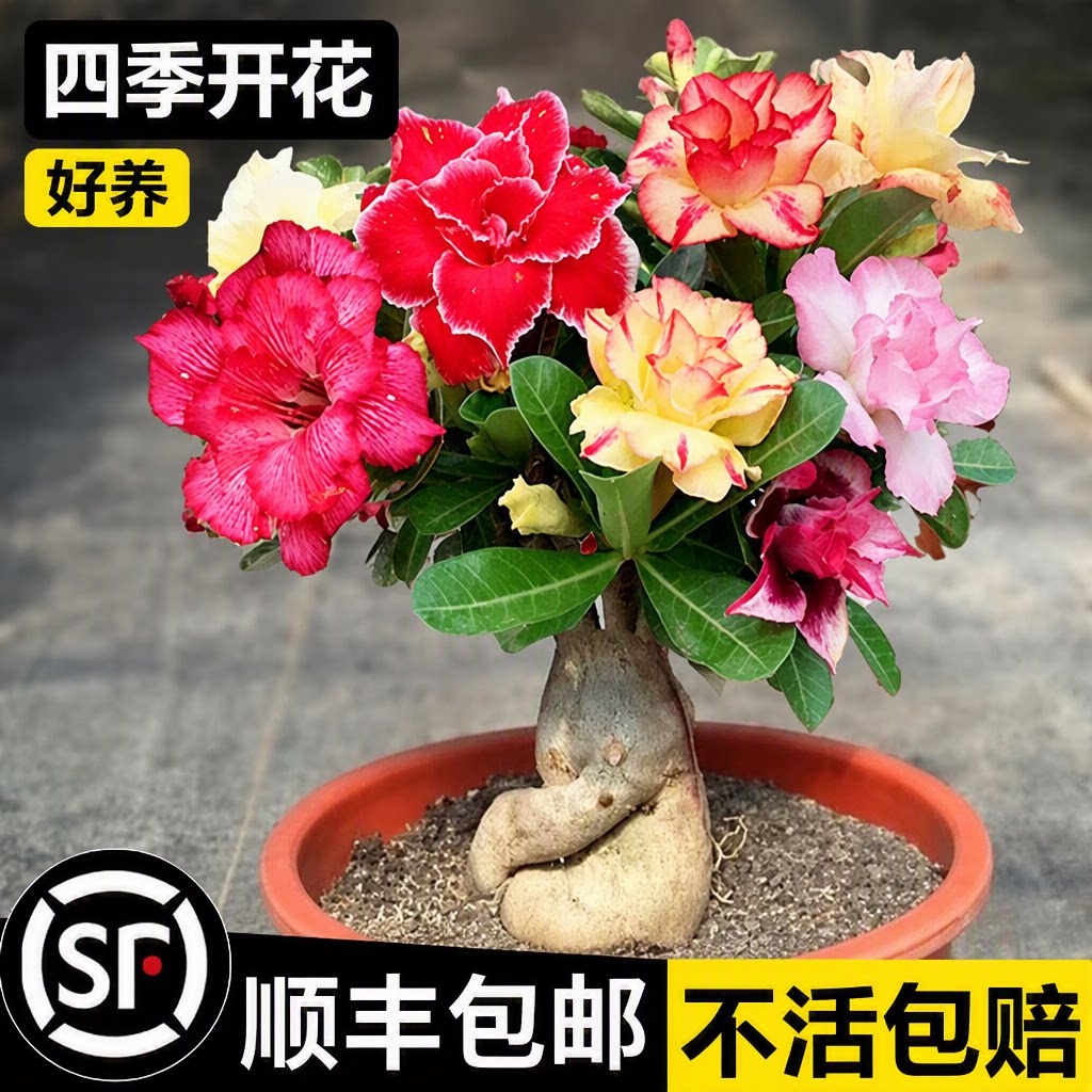 沙漠玫瑰盆栽老桩四季开花重瓣不活包赔顺丰包邮室内客厅好养绿植