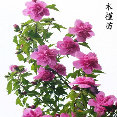 重瓣红花木槿树苗粉花木槿花苗浓香多花庭院阳台矮桩盆景苗