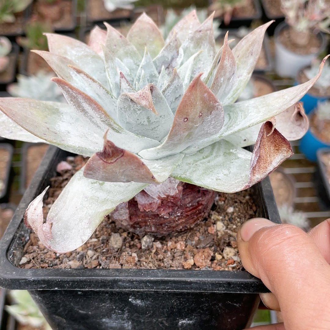 多肉植物仙女杯雪山