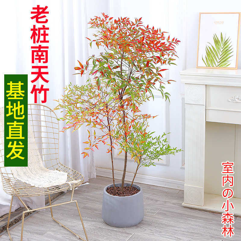 火焰南天竹盆栽大型老桩绿植盆景室内阳台庭院造景四季好养耐寒,鲜花速递/花卉仿真/绿植园艺,绿植,淘宝优惠券,粉丝福利购,淘宝优惠卷