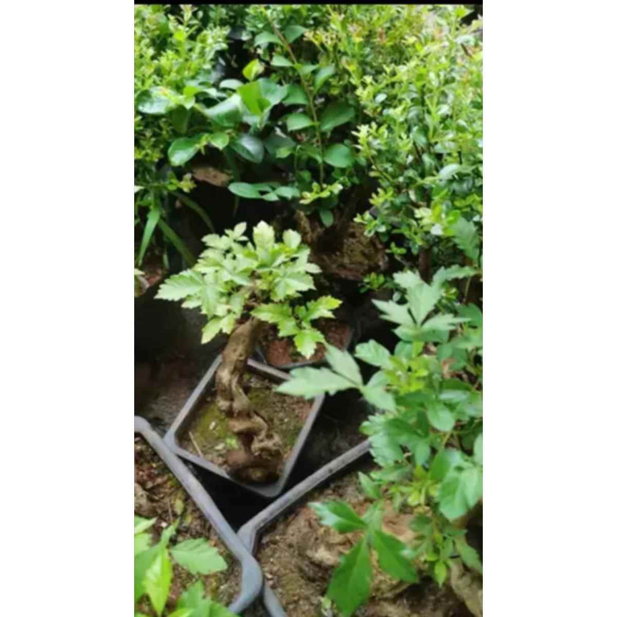绿植盆栽老树桩阳台观叶开花提根大型绿植/成品组合盆
