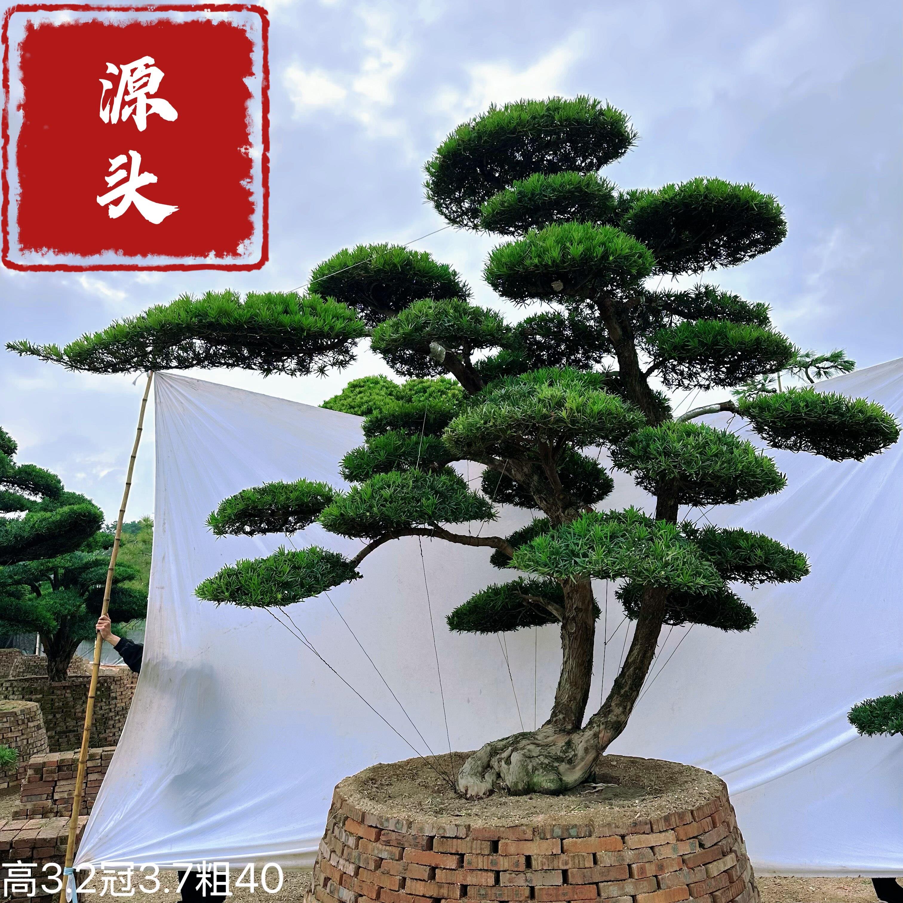 罗汉松大树黑松庭院造型树别墅庭院盆栽绿化苗小叶老桩罗汉松盆景