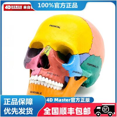 正版 4D MASTER 头部骨骼拼装骷髅模型彩色头骨模型4dmaster模具